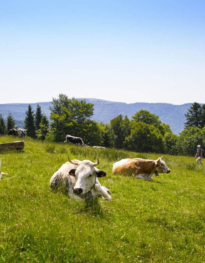 Fermes Auberges du Haut Rhin - Les randonnées